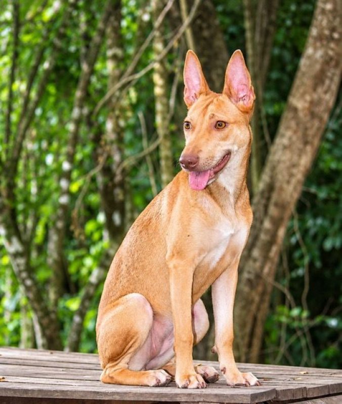 TIFIFI - Chien Pinscher à adopter - photo 3