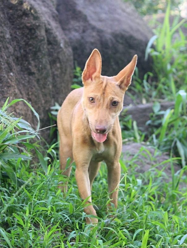 TIFIFI - Chien Pinscher à adopter - photo 2