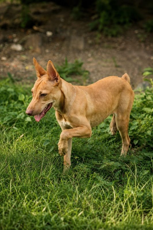 TIFIFI - Chien Pinscher à adopter - photo 6