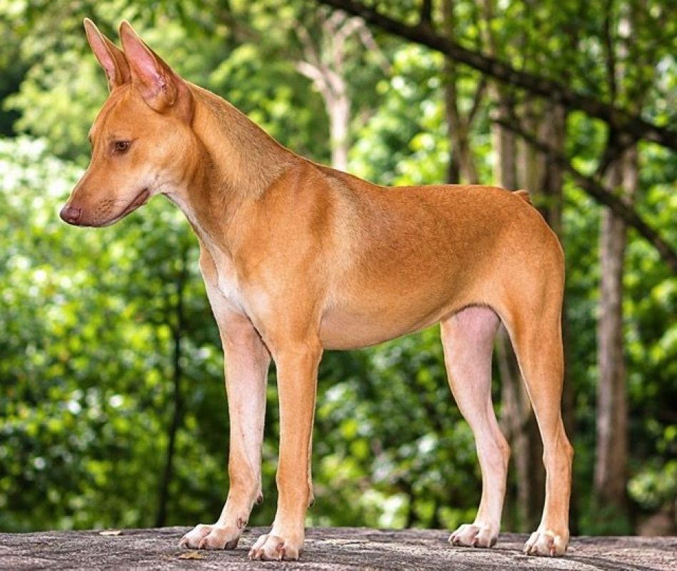 TIFIFI - Chien Pinscher à adopter - photo 6