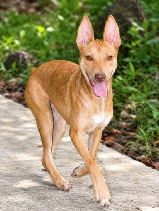 TIFIFI - Chien Pinscher à adopter