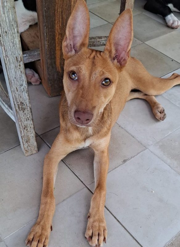 TIFIFI - Chien Pinscher à adopter - photo 3
