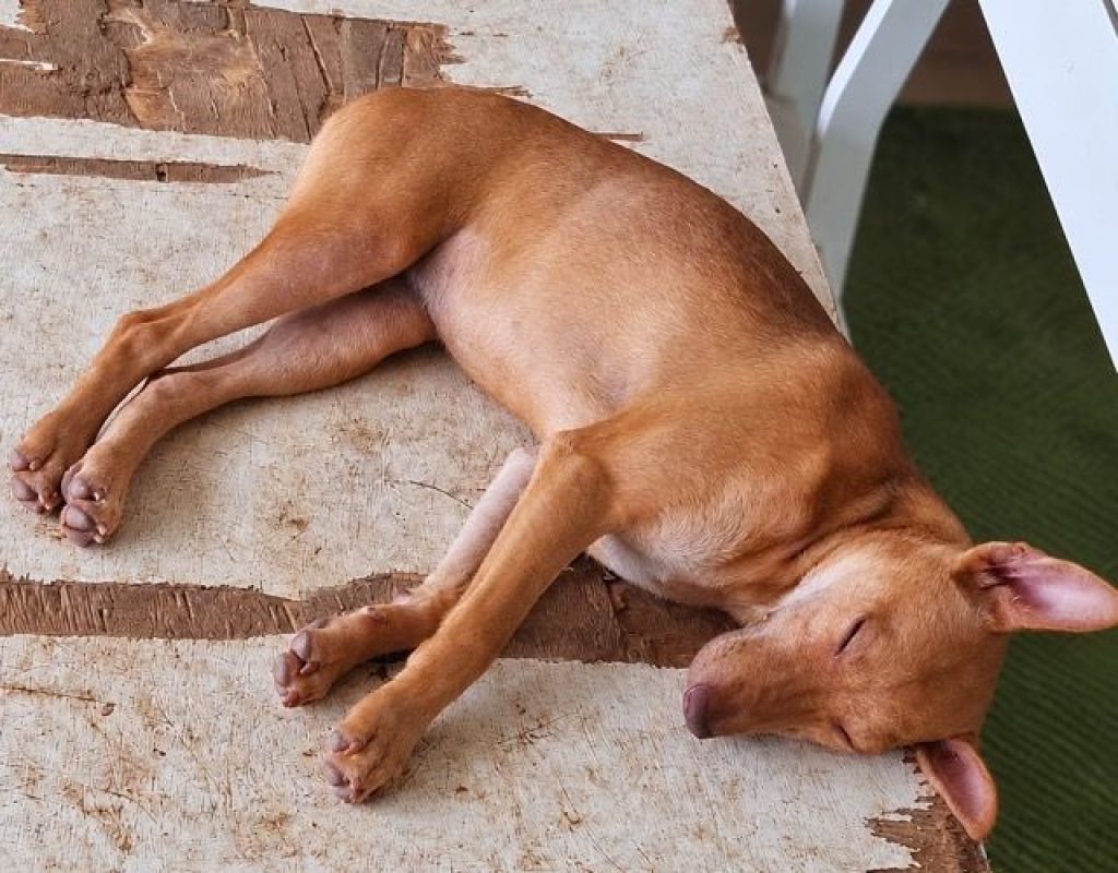 TIFIFI - Chien Pinscher à adopter - photo 5
