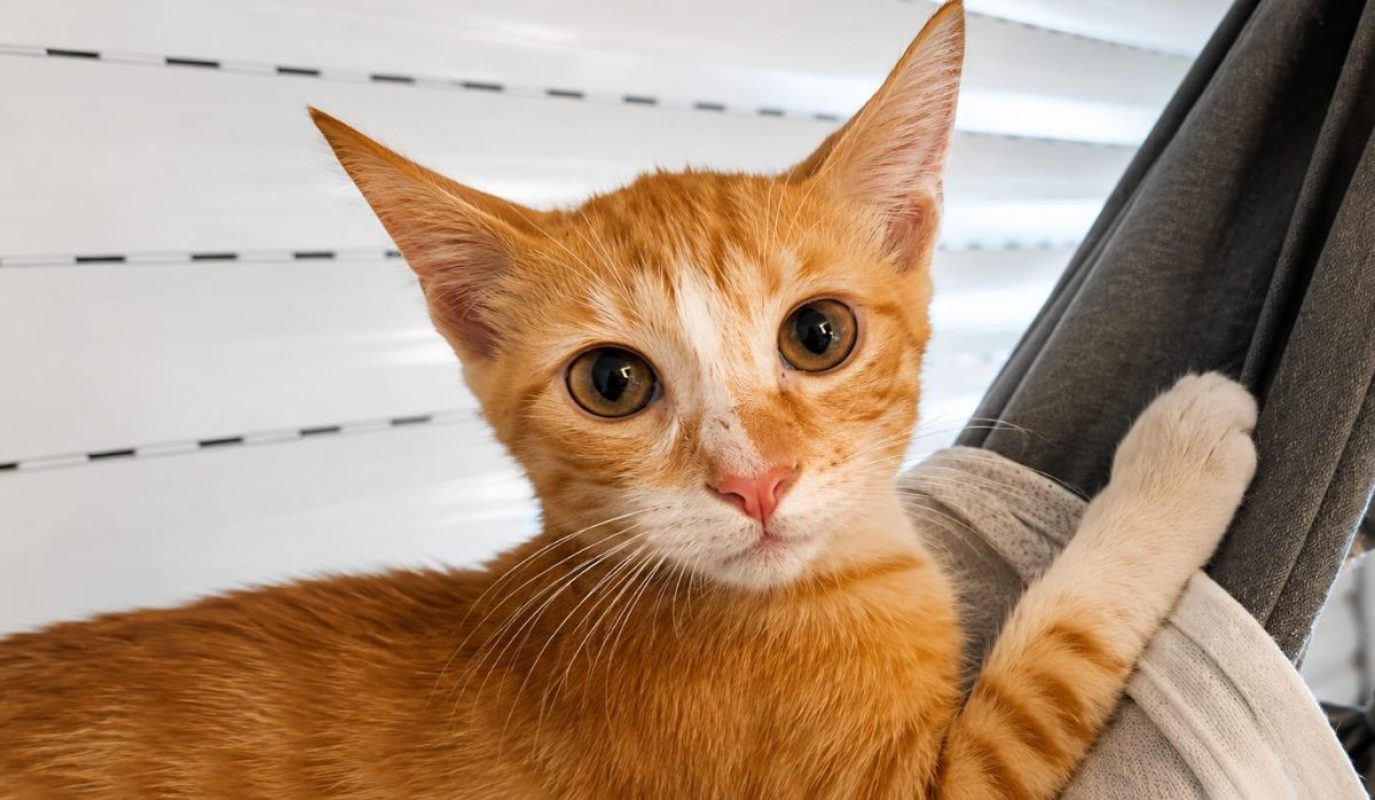 MÉLO - Chat Européen à adopter