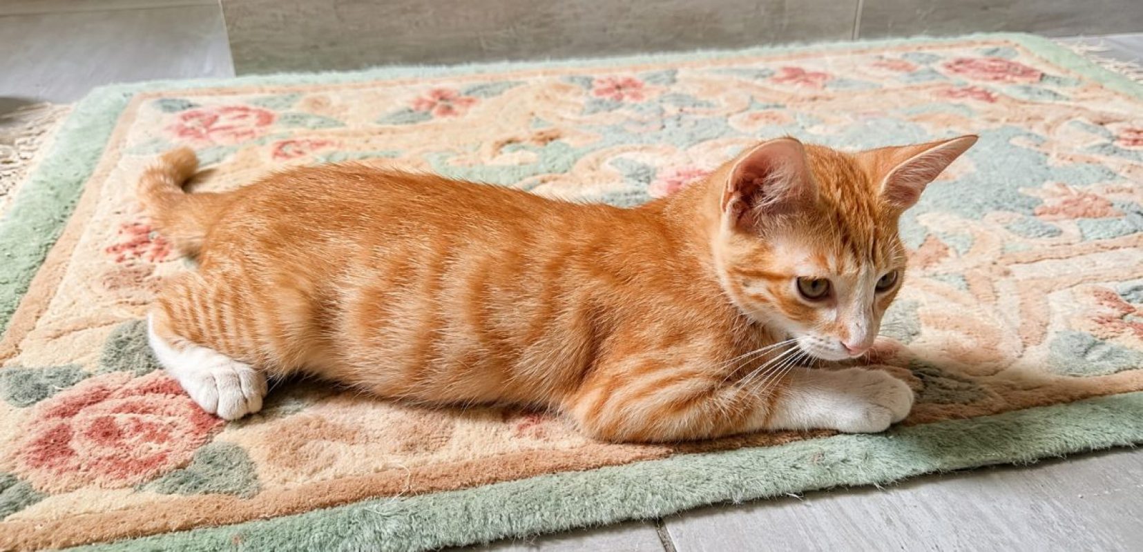 MÉLO - Chat Européen à adopter - photo 8