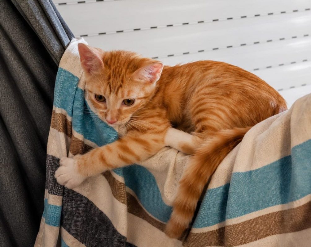 MÉLO - Chat Européen à adopter - photo 5