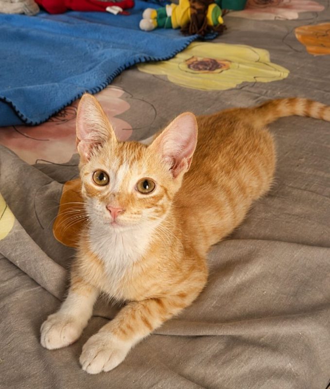 MÉLO - Chat Européen à adopter - photo 7