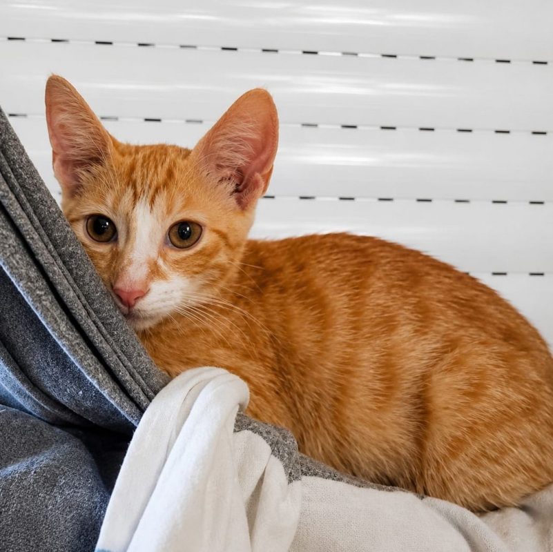 MÉLO - Chat Européen à adopter - photo 4