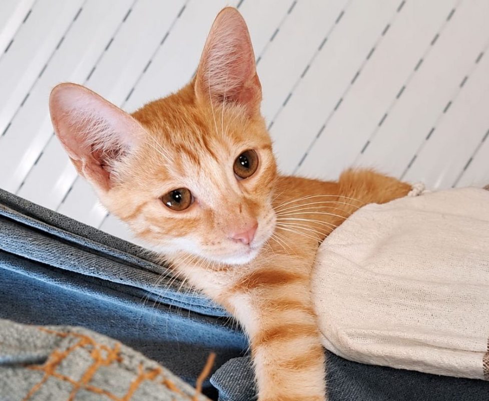 MÉLO - Chat Européen à adopter - photo 3