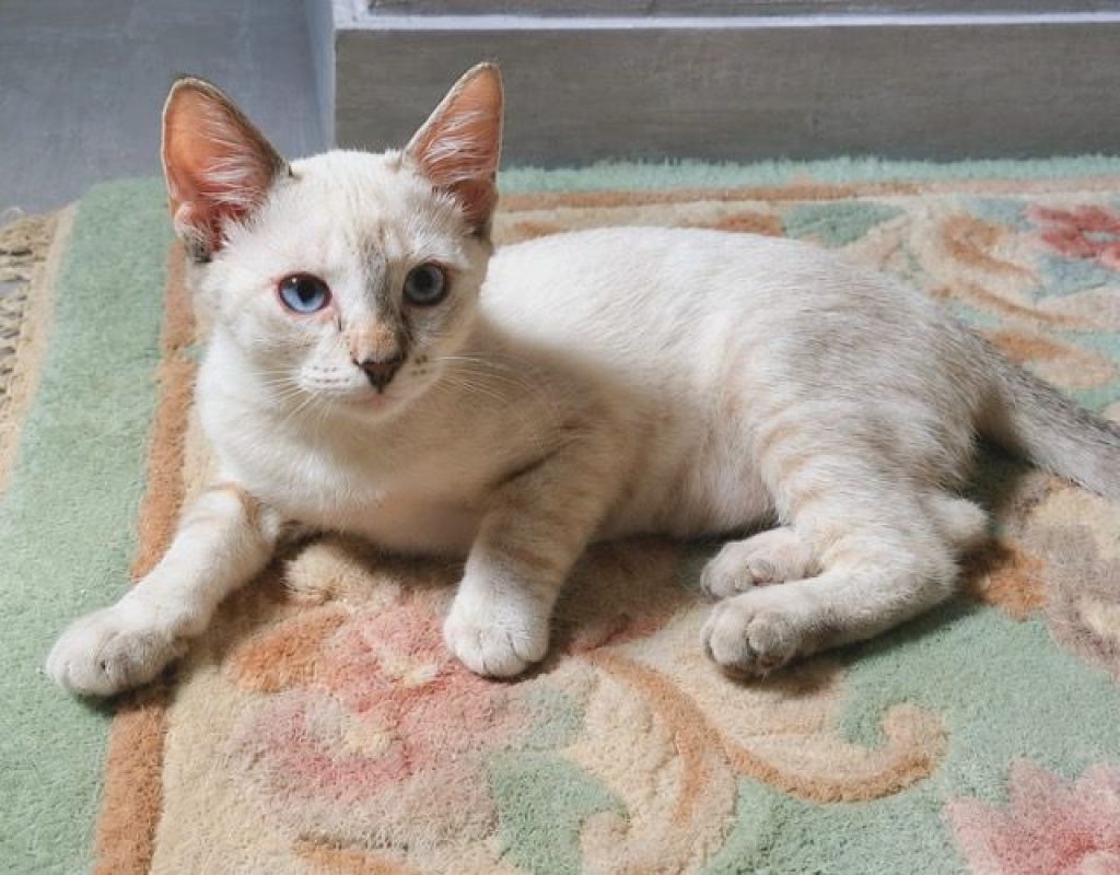 MONA - Chat Européen à adopter