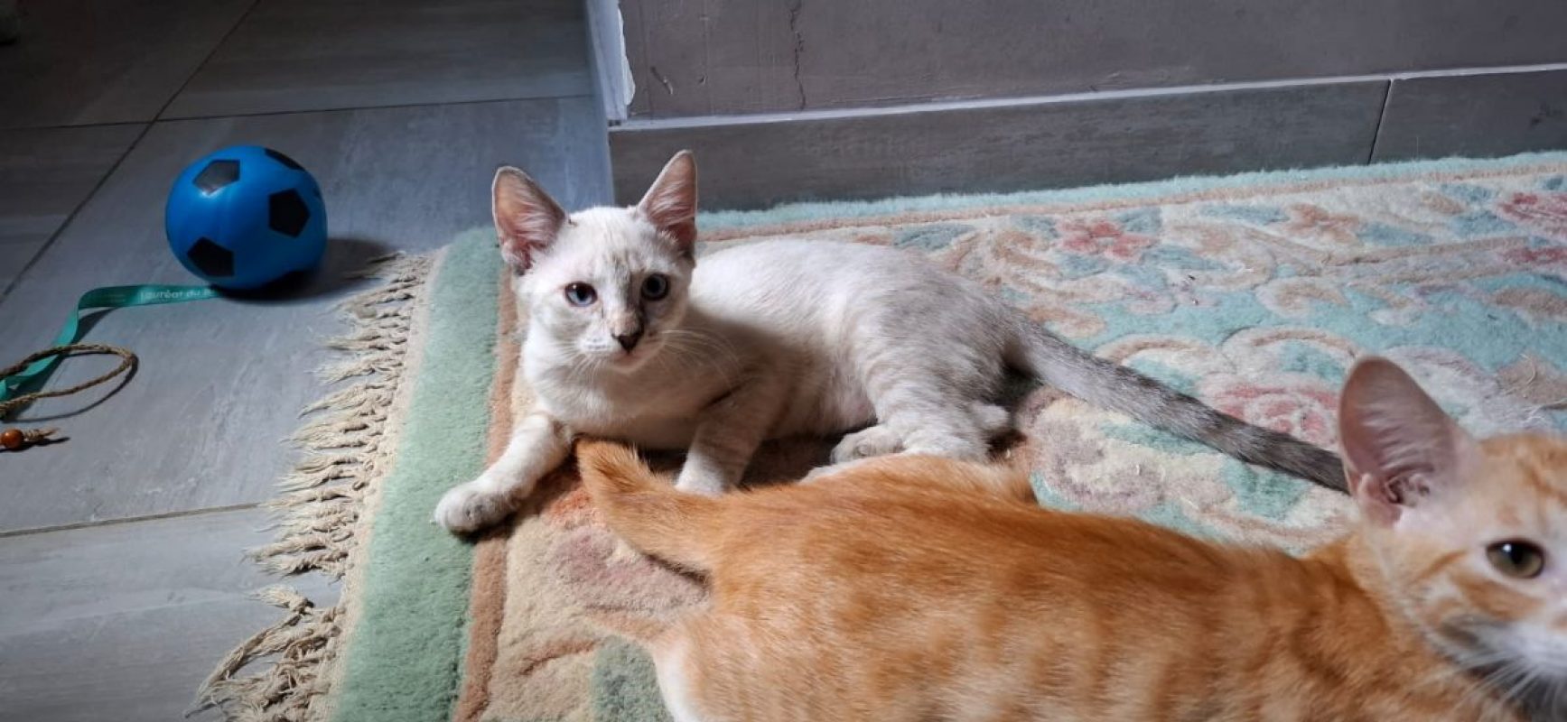 MONA - Chat Européen à adopter - photo 6