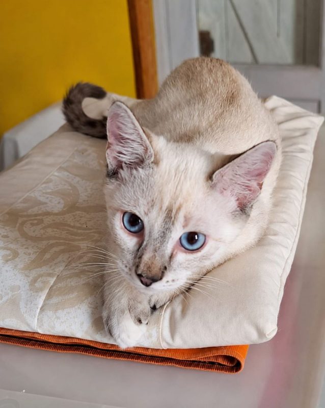 MONA - Chat Européen à adopter - photo 3