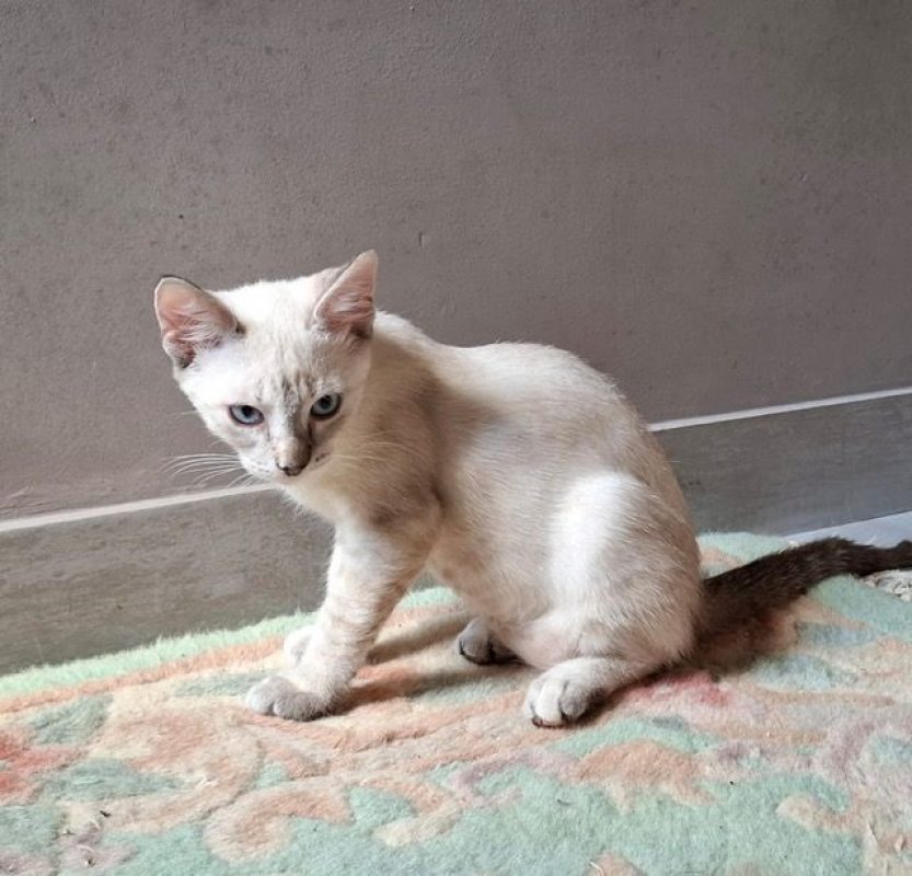 MONA - Chat Européen à adopter - photo 7