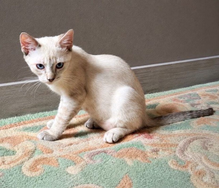 MONA - Chat Européen à adopter - photo 2