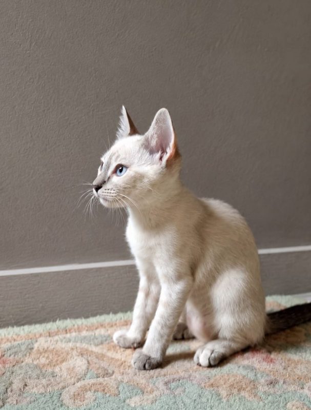 MONA - Chat Européen à adopter - photo 5