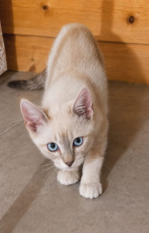 MONA - Chat Européen à adopter - photo 4