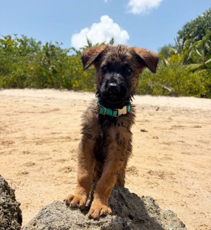 PAKO - Chien Berger Belge Malinois à adopter - photo 2
