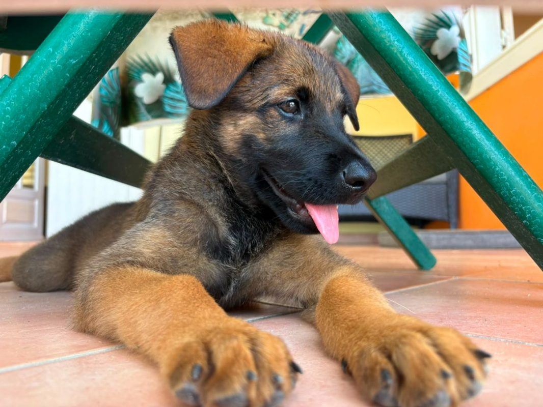 PAKO - Chien Berger Belge Malinois à adopter - photo 8