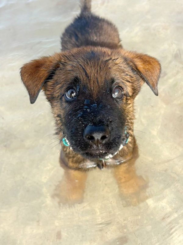 PAKO - Chien Berger Belge Malinois à adopter - photo 6