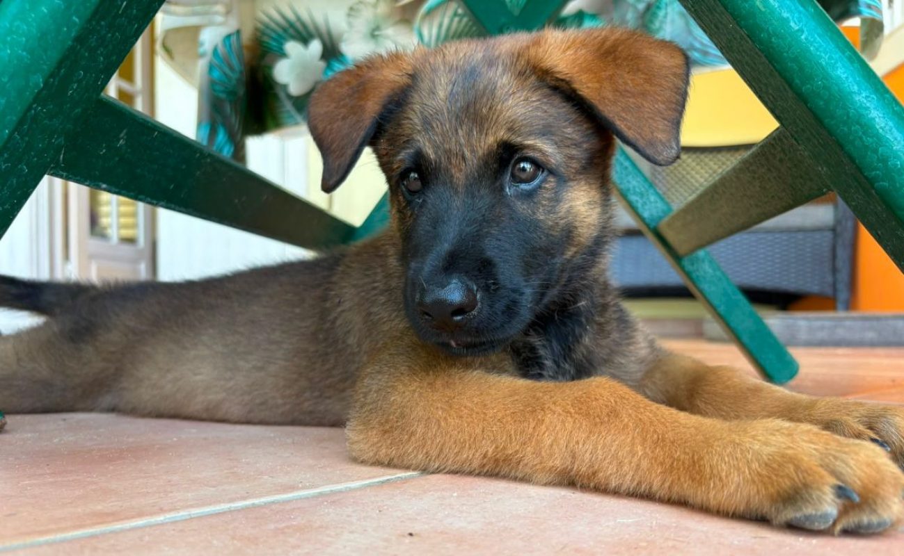 PAKO - Chien Berger Belge Malinois à adopter - photo 5