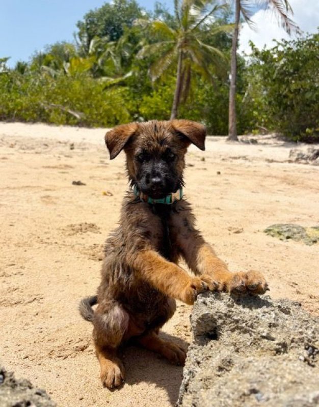 PAKO - Chien Berger Belge Malinois à adopter - photo 7