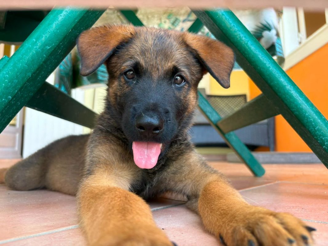 PAKO - Chien Berger Belge Malinois à adopter - photo 3