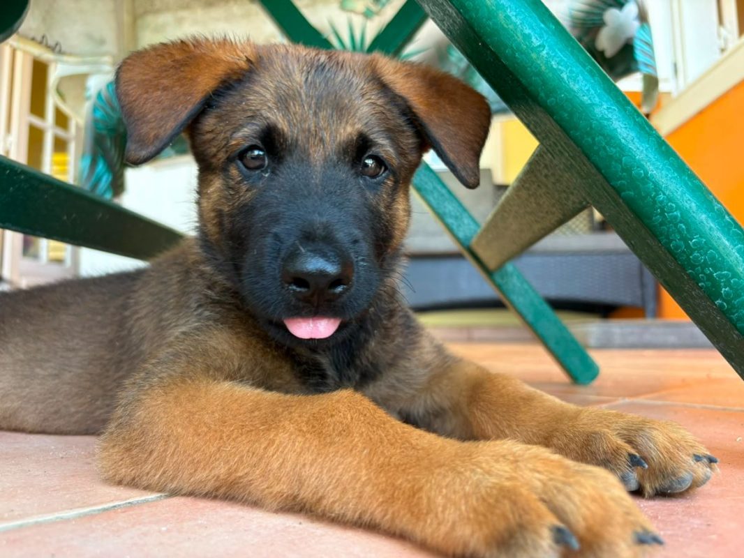 PAKO - Chien Berger Belge Malinois à adopter - photo 4