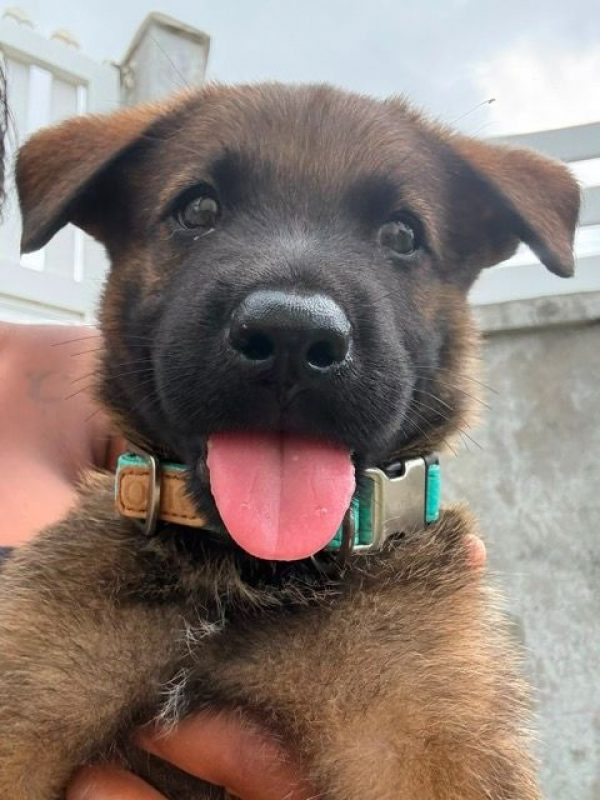 PAKO - Chien Berger Belge Malinois à adopter