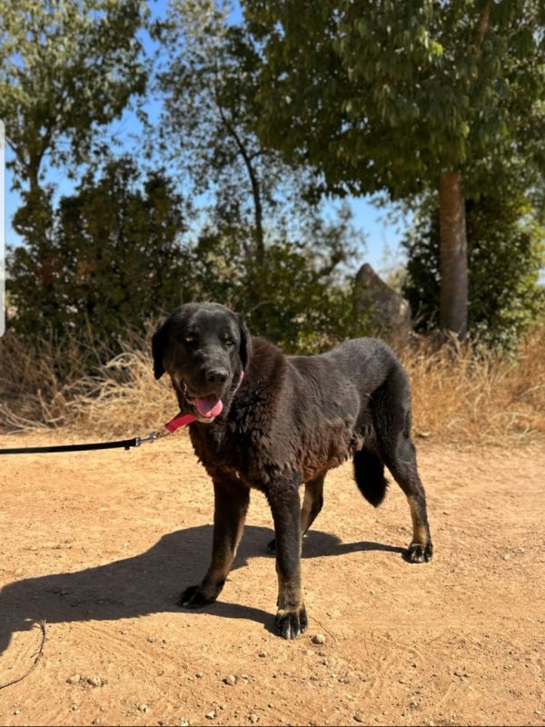 PRINCESA - Chien à adopter - photo 2