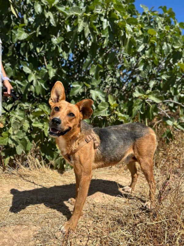 BOSSE - Chien à adopter - photo 2