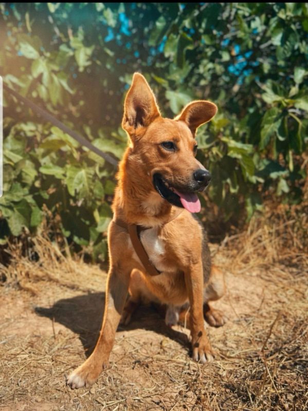 BOSSE - Chien à adopter