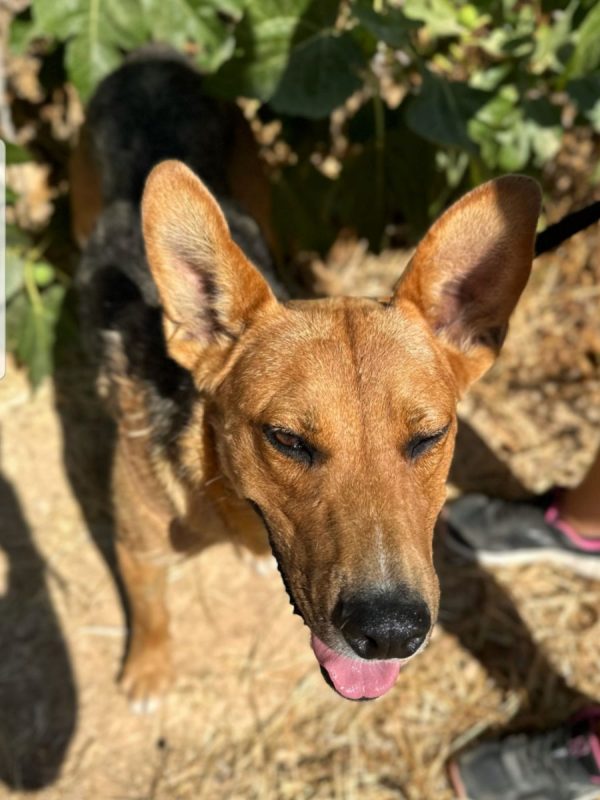 BOSSE - Chien à adopter - photo 3
