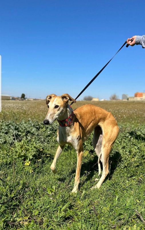 NAYRA - Chien à adopter - photo 2