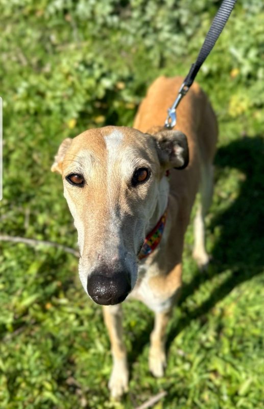 NAYRA - Chien à adopter