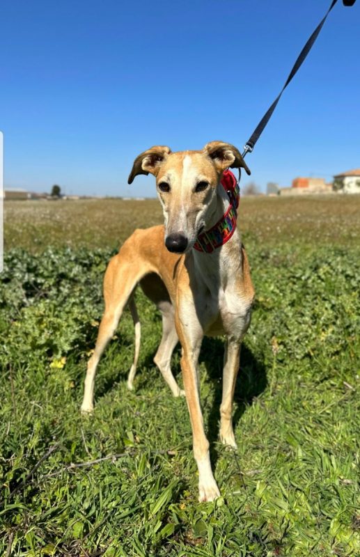 NAYRA - Chien à adopter - photo 4