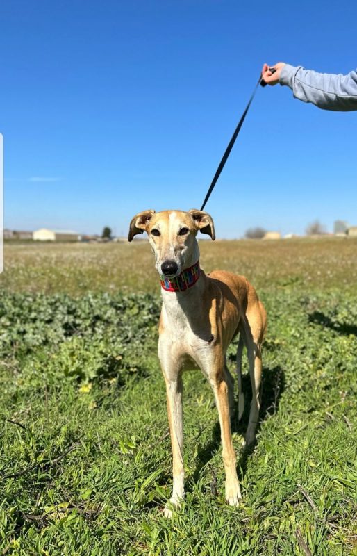 NAYRA - Chien à adopter - photo 3