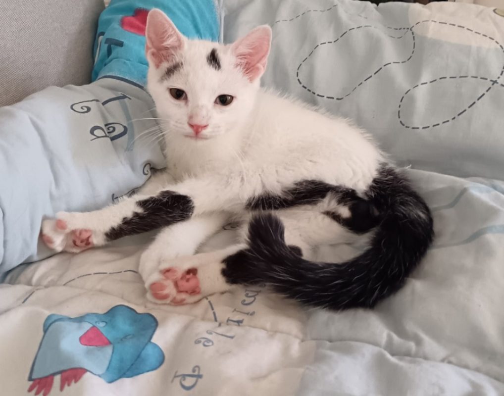 Bounty chez sandrine - Chat Européen à adopter