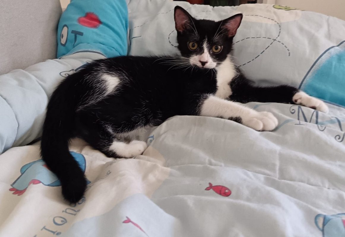Baya chez sandrine - Chat Européen à adopter