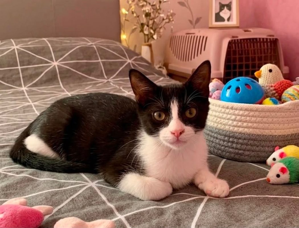 Neko - Chat Européen à adopter