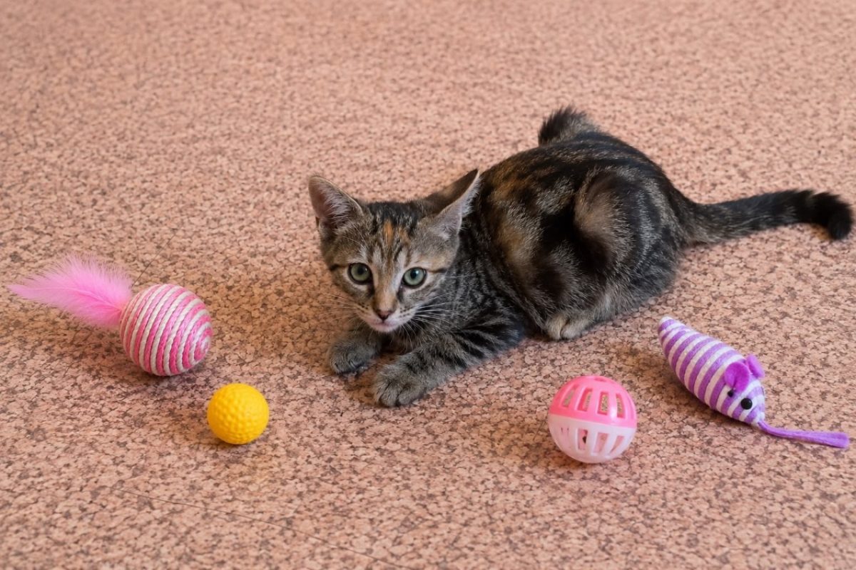 Kali - Chat Européen à adopter - photo 2