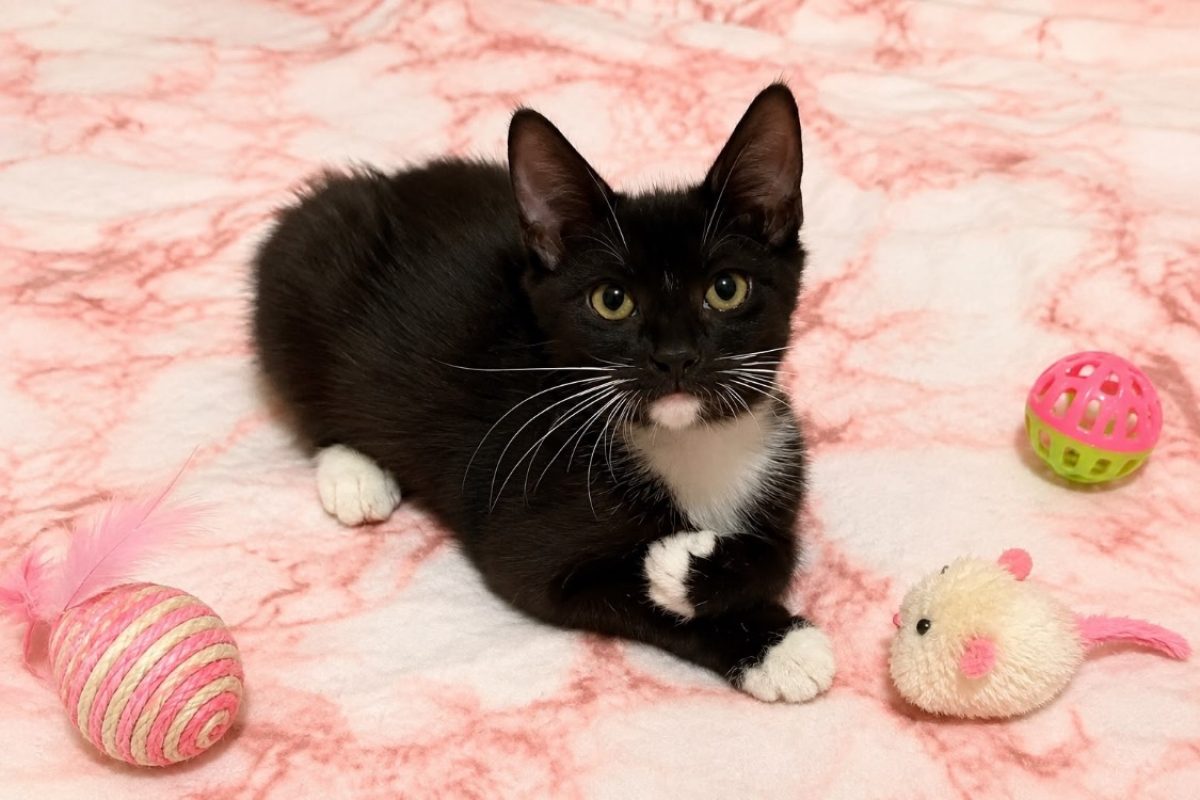 Oslo - Chat Européen à adopter