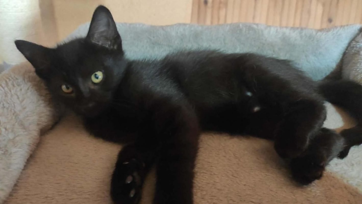 Sakura - Chat Européen à adopter