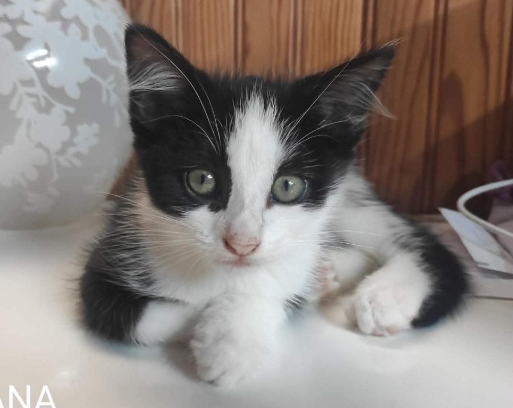 Hana - Chat Européen à adopter