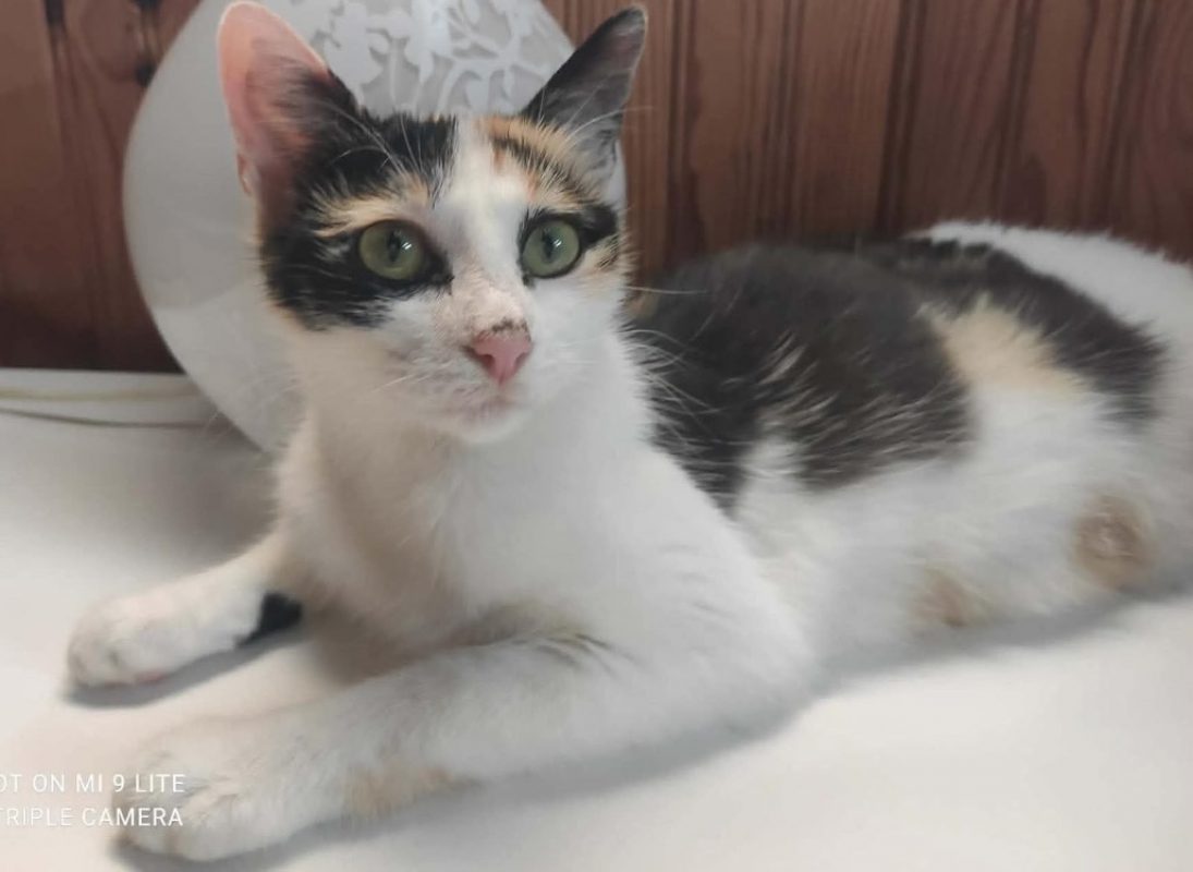Sushi - Chat Européen à adopter