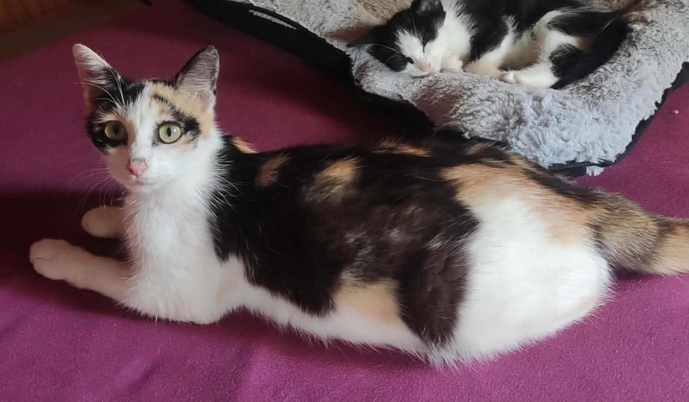Sushi - Chat Européen à adopter - photo 2