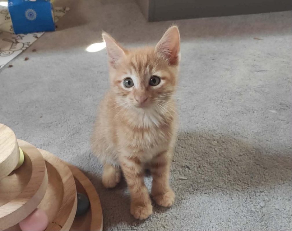 Kero - Chat Européen à adopter
