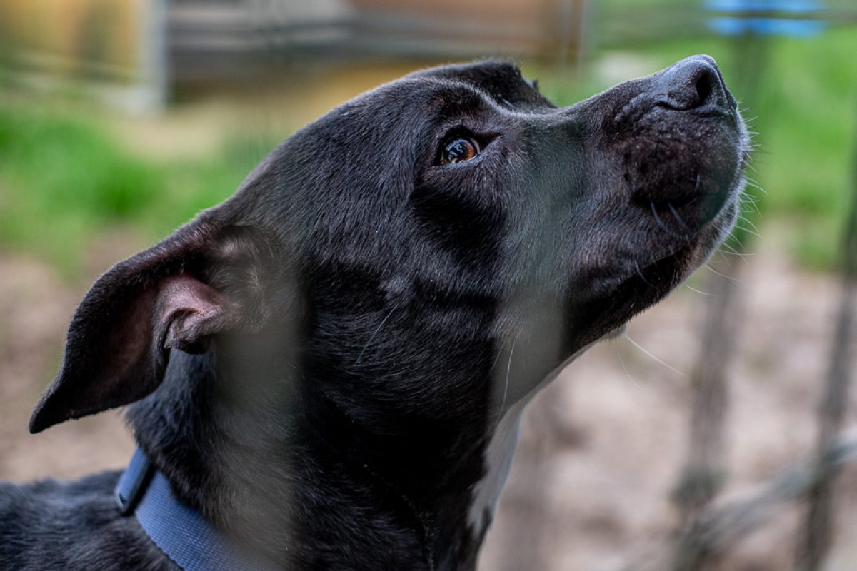 Uber - Chien à adopter