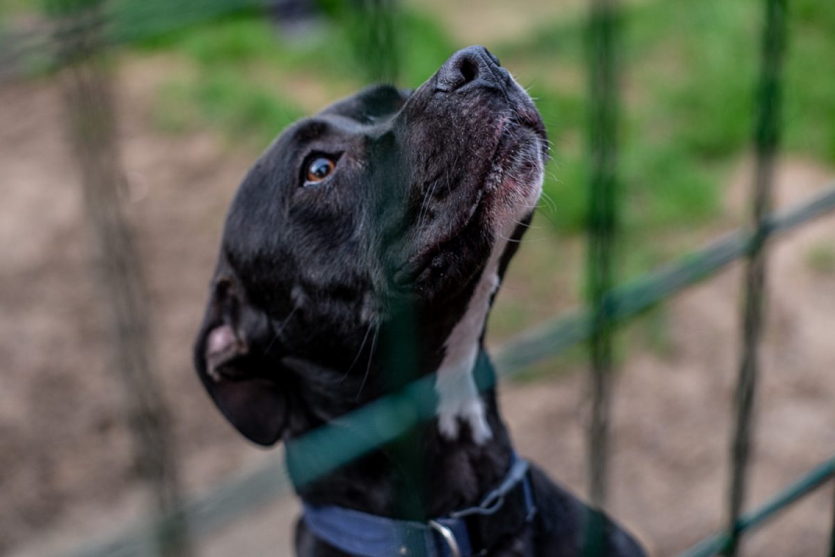 Uber - Chien à adopter - photo 2