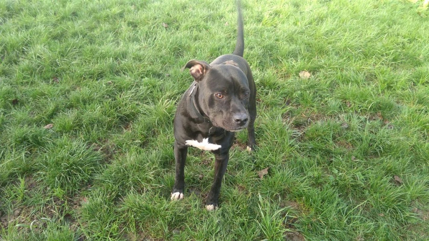 Uber - Chien à adopter - photo 3