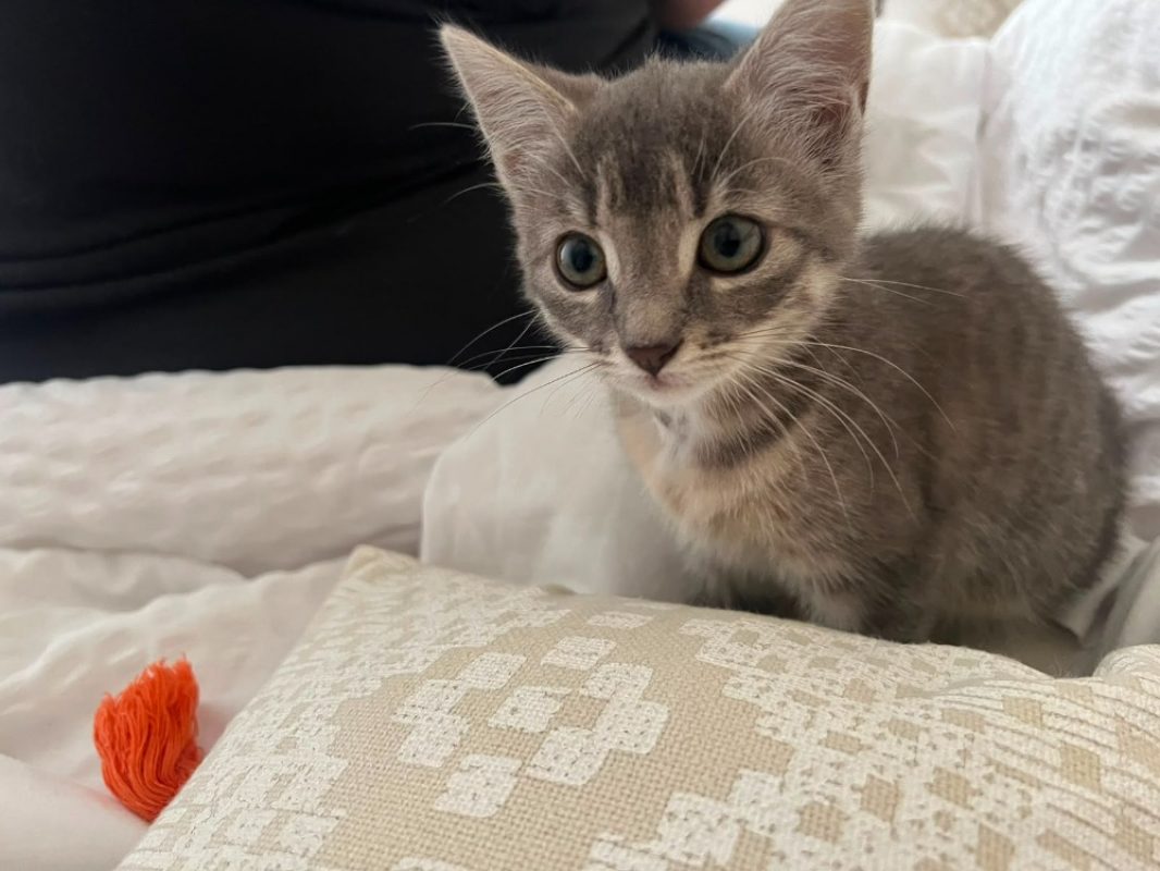Caskette - Chat Européen à adopter